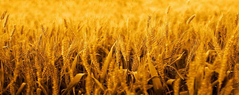 History and Significance of Baisakhi